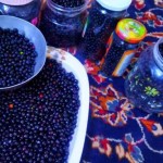 تصاویر؛ آلوکک؛ گیلاسی خودرو، خوشمزه و پرخاصیت که هم درمانگر است و هم باعث خفگی انسان می‌شود!