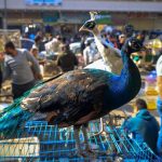 (تصاویر) بازار فروش حیوانات کمیاب در بغداد