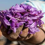 ۷۱۷کیلوگرم زعفران نگین در بورس کالا معامله شد