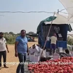 (ویدئو) نحوه کاشت و برداشت انار؛ از افغانستان تا باغات کالیفرنیا