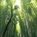 (ویدئو) فرآیند استخراج و فرآوری نمک صورتی هیمالیا از نمای نزدیک