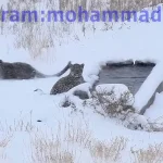 ویدئویی کم‌نظیر از چهار پلنگ در زمستان در پارک ملی سمنان