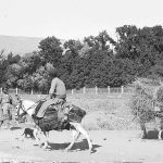 (عکس) سفر به ایران قدیم؛ الاغ‌سواری خانوادگی در تهران در دوران قاجار