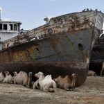 (تصاویر) چهارمین دریاچه بزرگ جهان که حالا شتر در آن می‌چرد