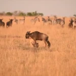 (ویدئو) ترفند یک شیر ماده برای شکار گوزن یالدار