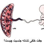 جفت خلفی نشانه جنسیت چیست؟ جفت خلفی خوبه یا قدامی؟ چه تفاوتی دارند؟
