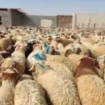 قیمت دام زنده امروز ۱۶ اردیبهشت ۱۴۰۴ + جدول – تجارت نیوز