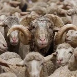 قیمت دام زنده امروز ۱۷ اردیبهشت ۱۴۰۴/ بازار به ارامش رسید + جدول – تجارت نیوز