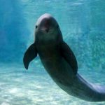 عکس؛ وقتی شعر به کمک علم می‌آید؛ بررسی ردپای تنها گرازماهی آب شیرین دنیا در ادبیات باستانی چین