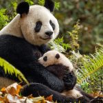 عکس؛ تنبلی، راز باورنکردنی بقای پاندای غول‌پیکر