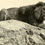 تصاویر؛ شیر بربری؛ شیر معروف به «نگهبان کوهستان» که سلطان واقعی جنگل بود و ۲۷۰ کیلو وزن و ۳ متر طول داشت