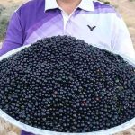 تصاویر؛ آلوکک؛ گیلاسی خودرو، خوشمزه و پرخاصیت که هم درمانگر است و هم باعث خفگی انسان می‌شود!