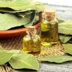 خواص درمانی و شگفت انگیز برگ یک گیاه