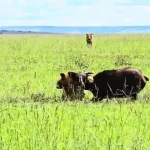 ببینید؛ حمله شیرهای جوان به یک گاومیش تنها در حال حمام گِل گرفتن