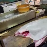 ببینید؛ غذای خیابانی در ژاپن؛ برش ماهرانه ماهی فلاندر غول پیکر و تهیه ساشیمی در فوکوئوکا