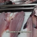 ببینید؛ نگاهی به مراحل پرورش میلیاردها جیرجیرک برای تولید گوشت و پودر پروتئین