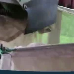 ببینید؛ نگاهی به فرآیند کشت و برداشت چای سبز در مزارع وسیع ژاپن