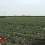 ببینید؛ تصاویر برداشت طلای آبی در ایران؛ یک کشاورز ایرانی میوه‌ای پرورش می دهد که هر کیلوی آن ۸ تا ۱۰ دلار قیمت دارد