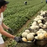 ببینید؛ مراحل کاشت، برداشت، فرآوری و بسته بندی طالبی در مزارع وسیع آمریکای جنوبی