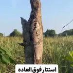 ببینید؛ عجیب‌ترین موجودات زمین!