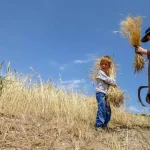قیمت خرید تضمینی گندم ۲۰ هزار و ۵۰۰ تومان تصویب شد – تجارت نیوز