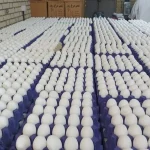 بحران در بازار تخم مرغ/ زیان روزانه صنعت مرغ تخم‌گذار به 140 میلیارد دلار رسید