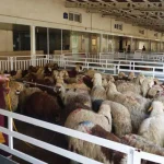 قیمت دام زنده امروز ۱۴ اردیبهشت ۱۴۰۴ + جدول – تجارت نیوز