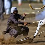 تصاویر؛ مسابقه گاوها در پاکستان؛ تلفیقی از هیجان، سنت و افتخار روستایی
