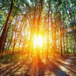 راهکاری پایدار برای مقابله با گرمایش زمین