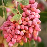نخستین آفت‌کش گیاهی بر پایه گیاهان بومی ایران و کنترل آفت پسته ثبت شد – تجارت نیوز