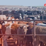 قیمت دام زنده امروز ۷ خرداد ۱۴۰۴‌ + جدول – تجارت نیوز