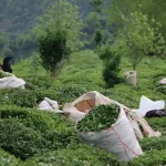 خرید بیش از ۴۸ هزار تُن برگ سبز چای از بهره برداران شمال کشو – تجارت نیوز