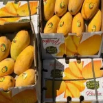 آغاز دوباره واردات انبه از ۱۰ خرداد – تجارت نیوز