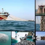 صیادان دیری به صیدهای غیرمجاز اعتراض کردند/ «ترال» را برای همیشه متوقف کنید