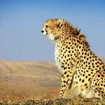 فراوانی یوزهای آسیایی در سمنان/ 4 توله آماده استقلال از مادر هستند – تجارت نیوز