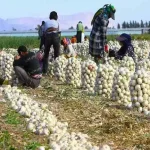 قیمت خرید پیاز در مزرعه چنان پایین است که حتی هزینه کارگر برای برداشت هم به کشاورز برنمی‌گردد