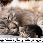 زاییدن گربه در خانه و مغازه نشانه چیست؟ آیا زایمان گربه در خانه خوب است؟
