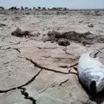 تاریخچه پتروشیمی میانکاله اهمیت مطالبات اجتماعی را نشان می‌دهد – تجارت نیوز