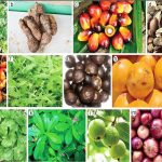 خواص ضدسرطانی گیاهان خوراکی بومی نیجریه