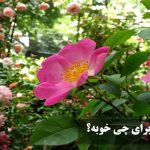 عرق نسترن برای چی خوبه؟ خواص عرق نسترن و طریقه مصرف آن + طبع عرق نسترن