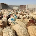 دام را از مراکز مجاز خریداری کنید / گوشت تازه را تا ۲۴ ساعت مصرف نکنید – تجارت نیوز