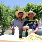 تصاویر؛ باغ‌های‌ شیرین‌ تهران؛ کجای تهران توت بخوریم؟