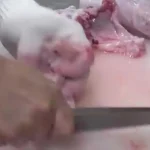 ببینید؛ غذای خیابانی در ژاپن؛ برش ماهرانه ماهی بادکنکی سمی و پخت غذا با آن در اوساکا