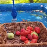 ببینید؛ غذای روستایی در ایران؛ پخت نان سنتی خرمایی