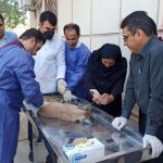 شکار «کاراکال» کمیاب در بویراحمد؛ تلاش برای نجات حیوان زخمی