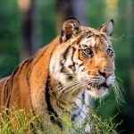 تهدیدی برای تنوع زیستی منطقه