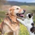 چرا گربه‌ها بیشتر از سگ‌ها عمر می‌کنند؟ نقش ژن‌ها در طول عمر حیوانات
