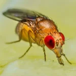 مطالعه جدید اعتیاد به کوکائین با کمک مگس میوه – تجارت نیوز