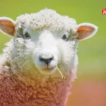 نگاهی به قیمت دام زنده عید قربان در ۵ سال گذشته – تجارت نیوز