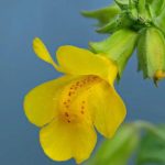 تغییر رنگ گل‌های وحشی برای جذب زنبورها؛ تکاملی شگفت‌انگیز در دل طبیعت